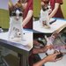 JoyVet - Clinica Veterinara